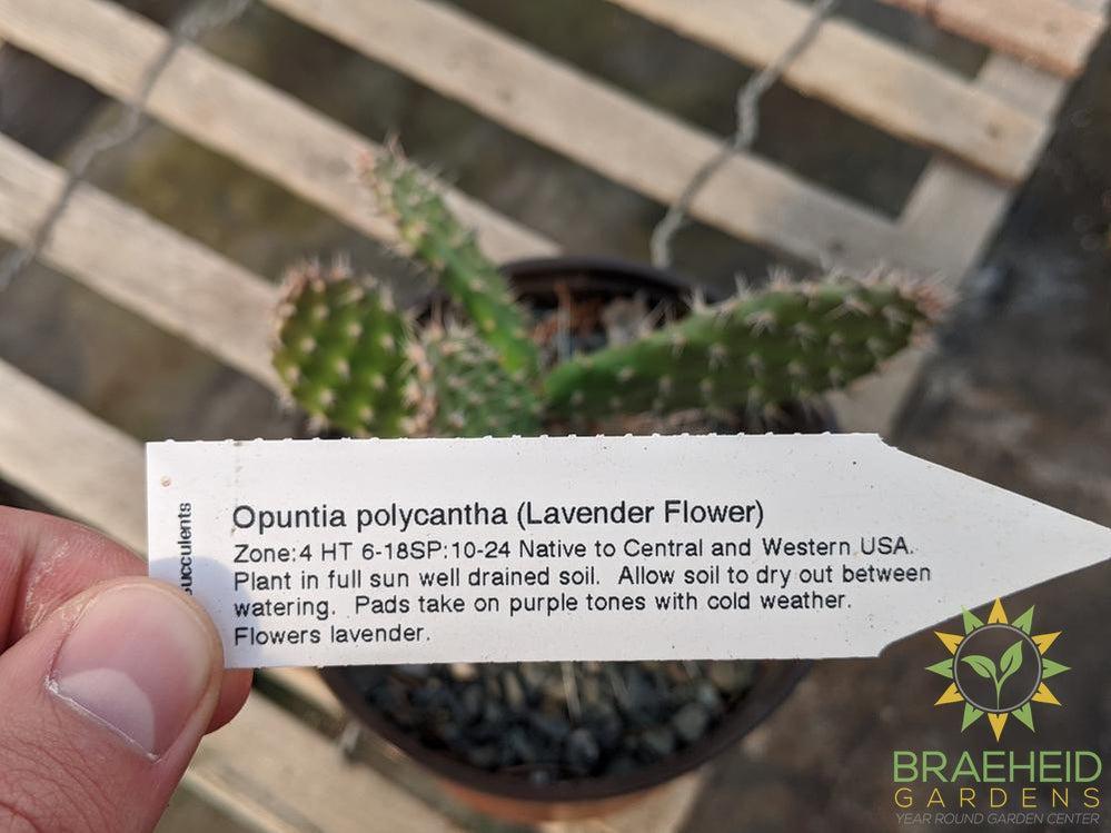 Opuntia Polycantha 'Lavender' - Cold Hardy