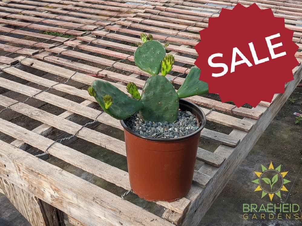 Opuntia 'Compressa' yellow flower - Cold Hardy