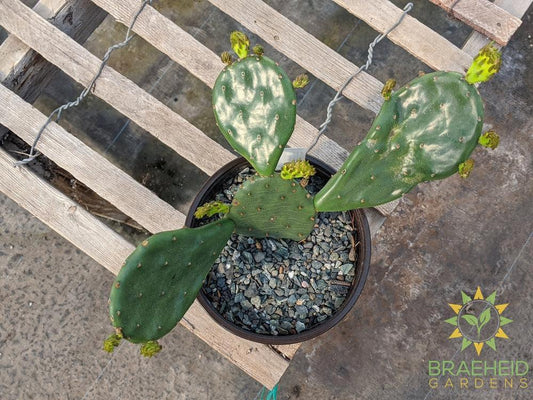 Opuntia 'Compressa' yellow flower - Cold Hardy