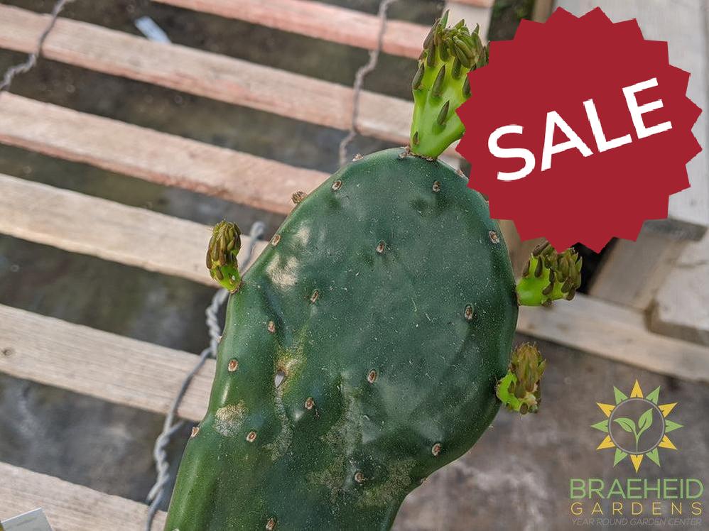 Opuntia 'Compressa' yellow flower - Cold Hardy