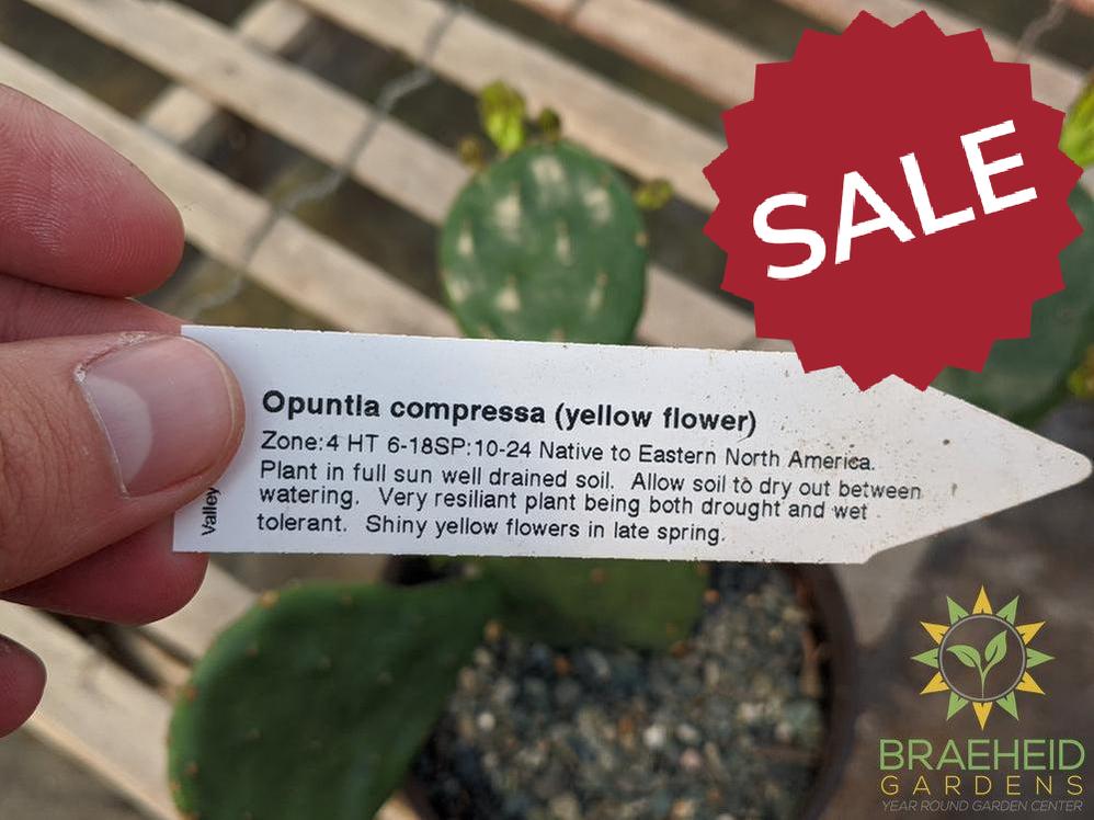 Opuntia 'Compressa' yellow flower - Cold Hardy