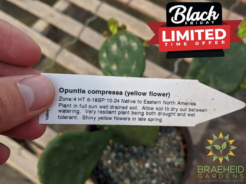 Opuntia 'Compressa' yellow flower - Cold Hardy