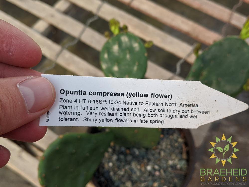 Opuntia 'Compressa' yellow flower - Cold Hardy