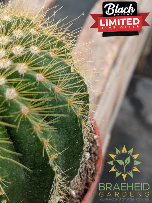 Cactus - Parodia Warasii