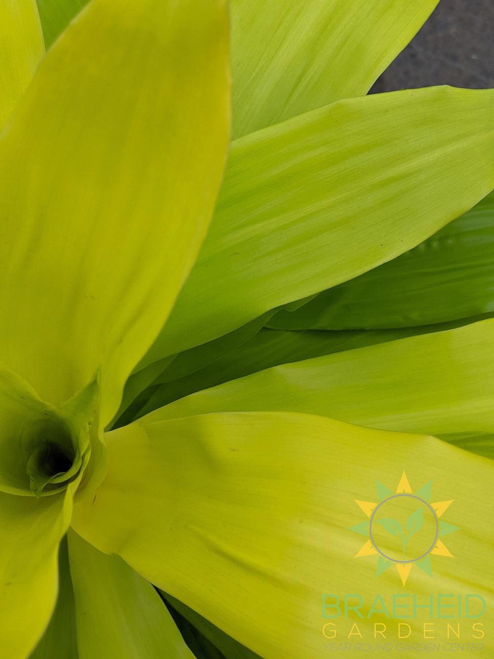 Large Dracaena Limelight - No Ship -