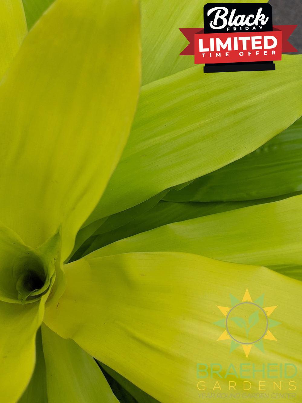 Large Dracaena Limelight - No Ship -