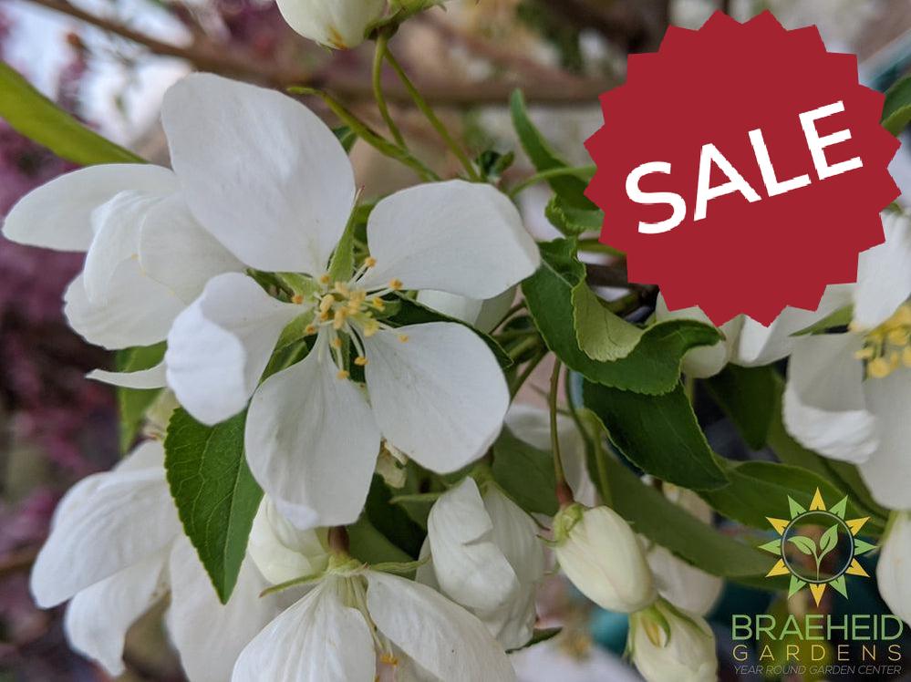 Spring Snow Crabapple (No-Fruit)- Tree for sale, Grown in Grande Prairie -Braeheid Gardens Ltd. on Emerson Trail