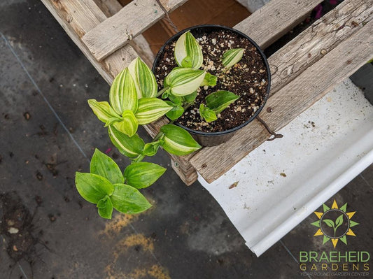 Yellow Zebra Wandering Jew