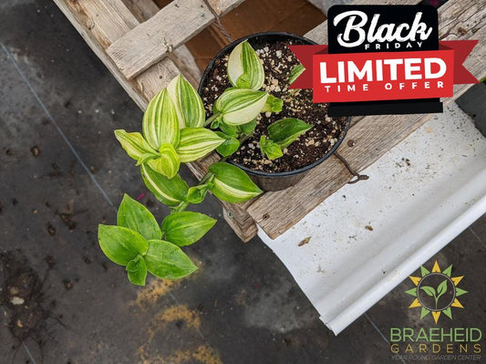 Yellow Zebra Wandering Jew