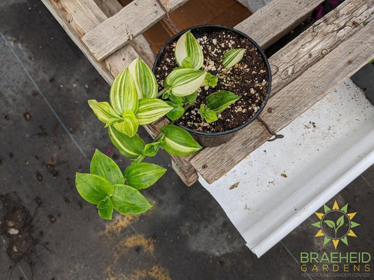 Yellow Zebra Wandering Jew