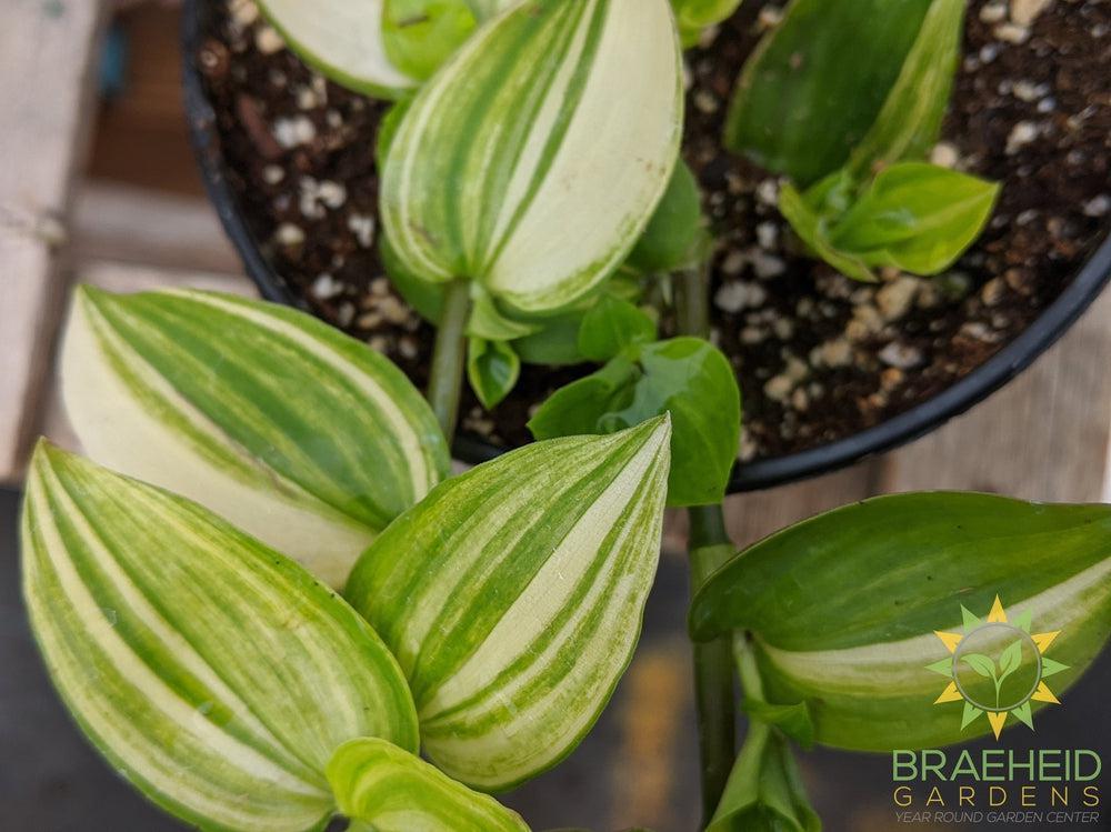 Yellow Zebra Wandering Jew