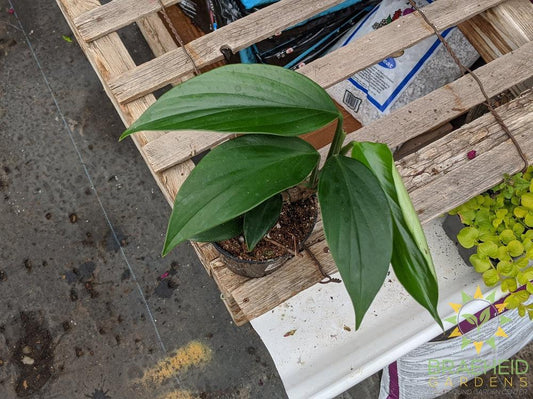 Raphidophora Decursive