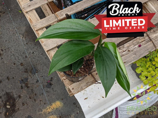 Raphidophora Decursive