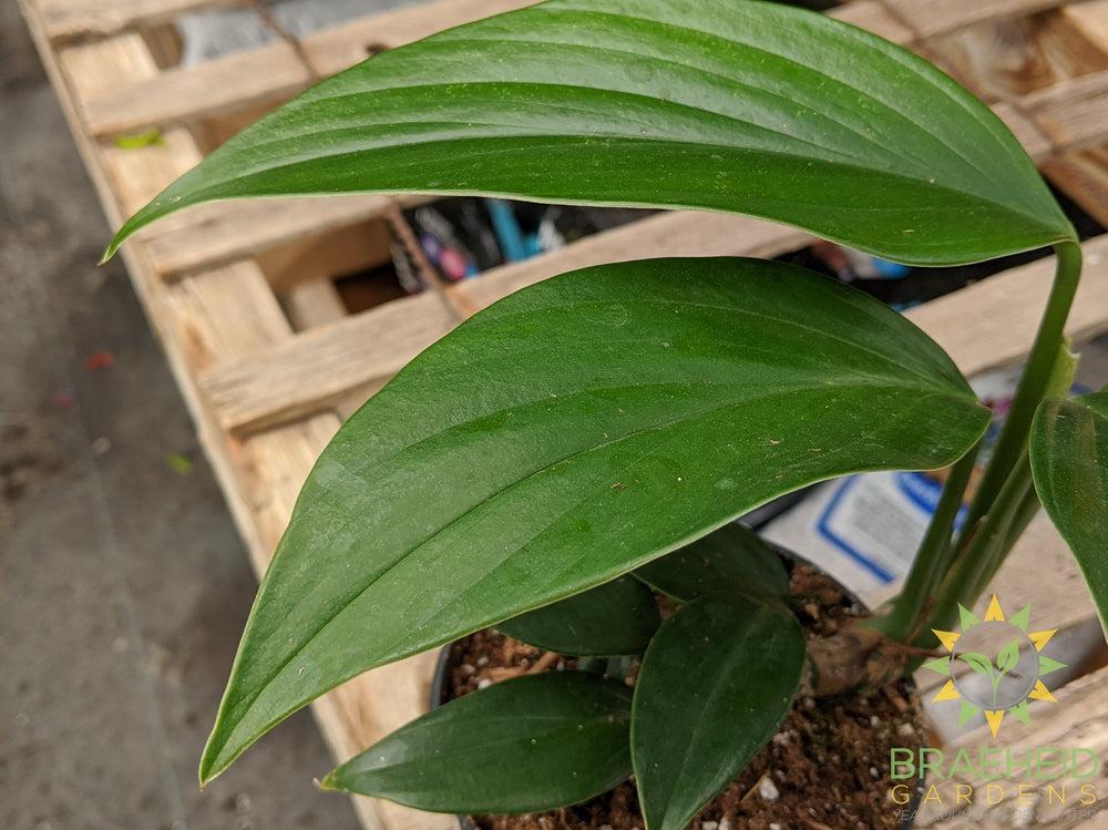 Raphidophora Decursive