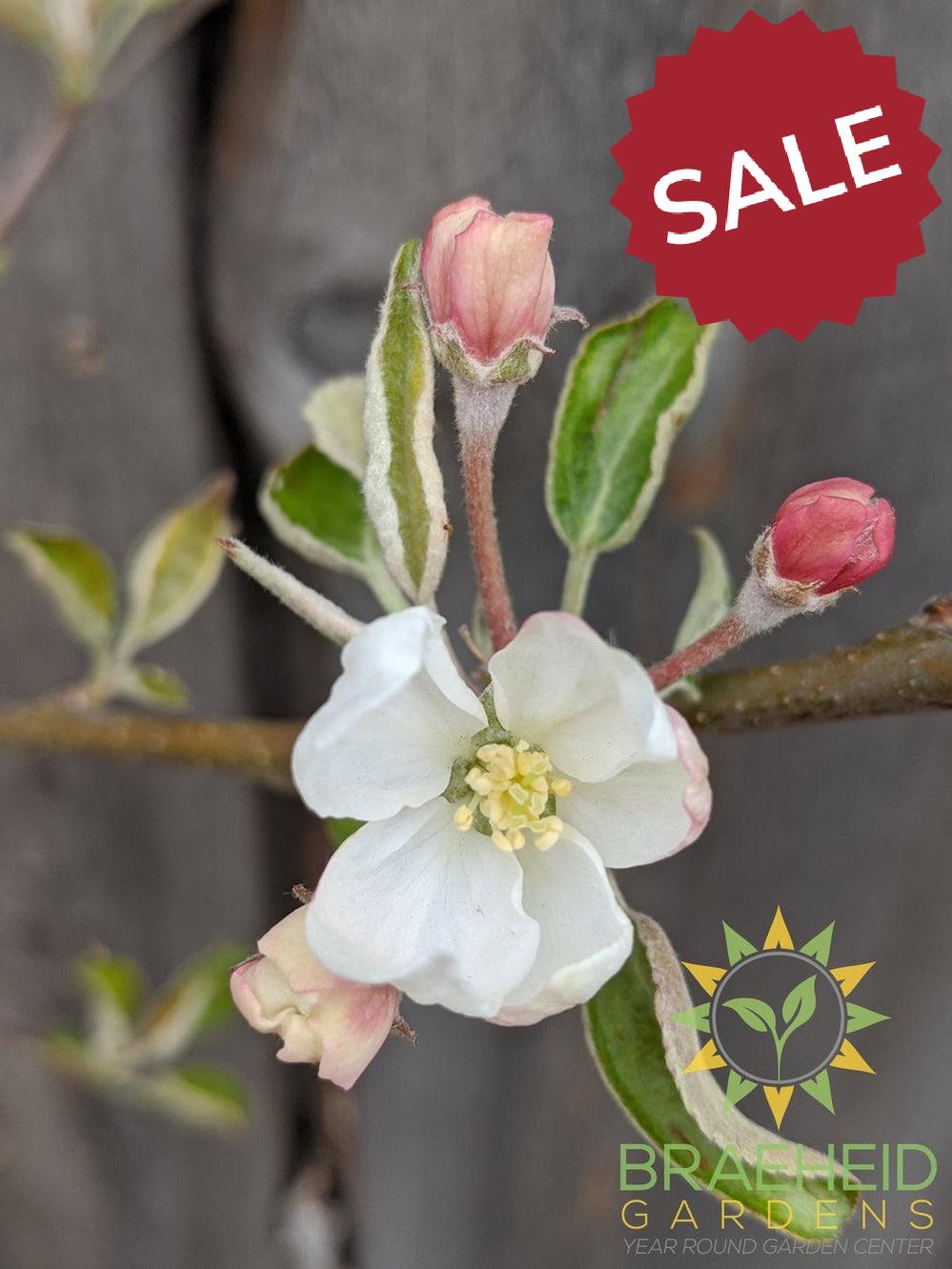 Honeycrisp Apple- Tree for sale, Grown in Grande Prairie -Braeheid Gardens Ltd. on Emerson Trail