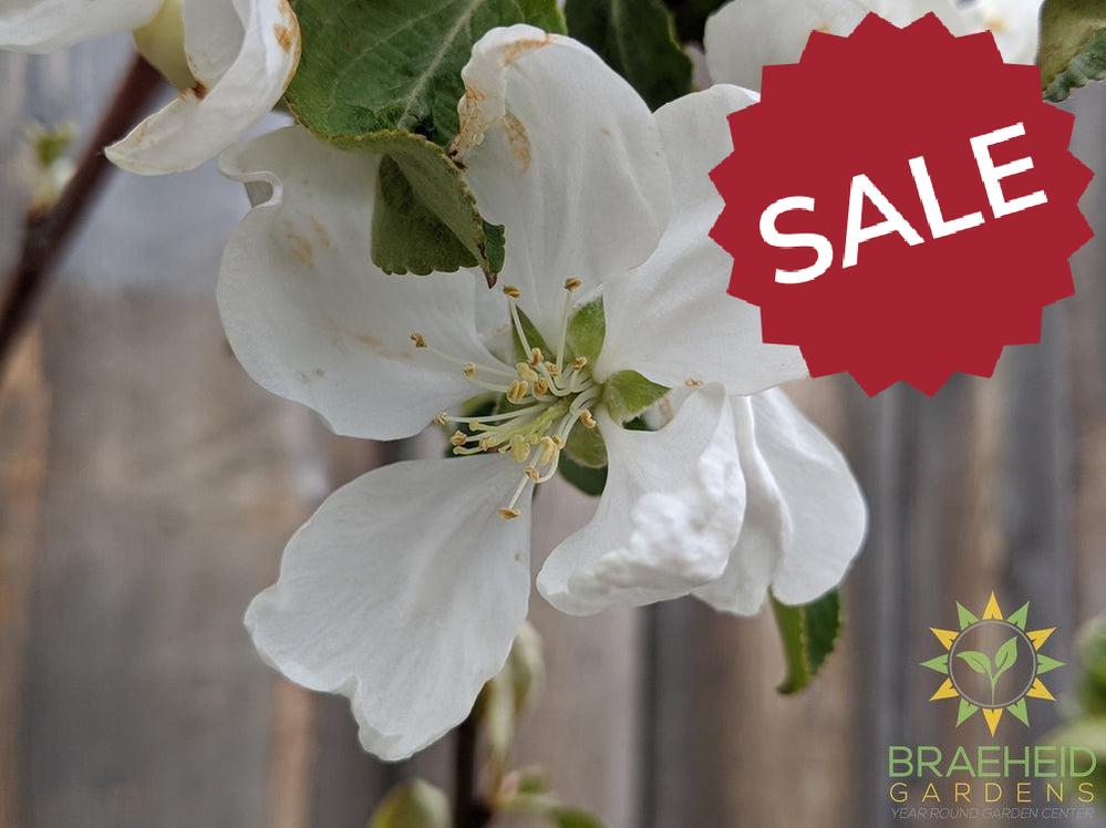 Parkland Apple- Tree for sale, Grown in Grande Prairie -Braeheid Gardens Ltd. on Emerson Trail