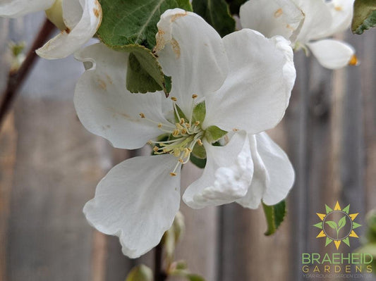 Parkland Apple- Tree for sale, Grown in Grande Prairie -Braeheid Gardens Ltd. on Emerson Trail