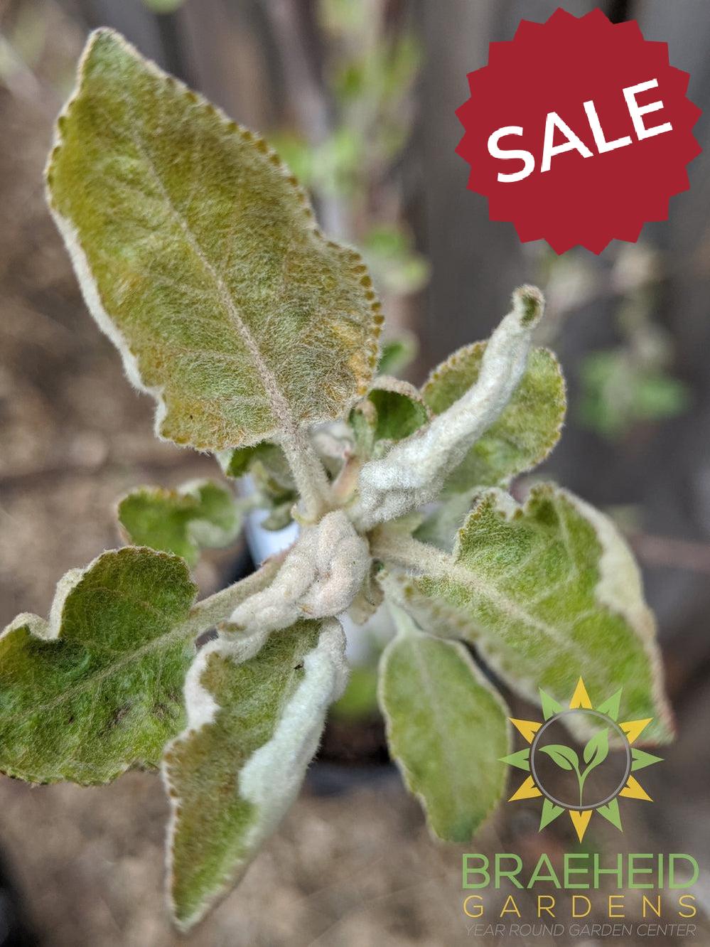 Goodland Apple- Tree for sale, Grown in Grande Prairie -Braeheid Gardens Ltd. on Emerson Trail