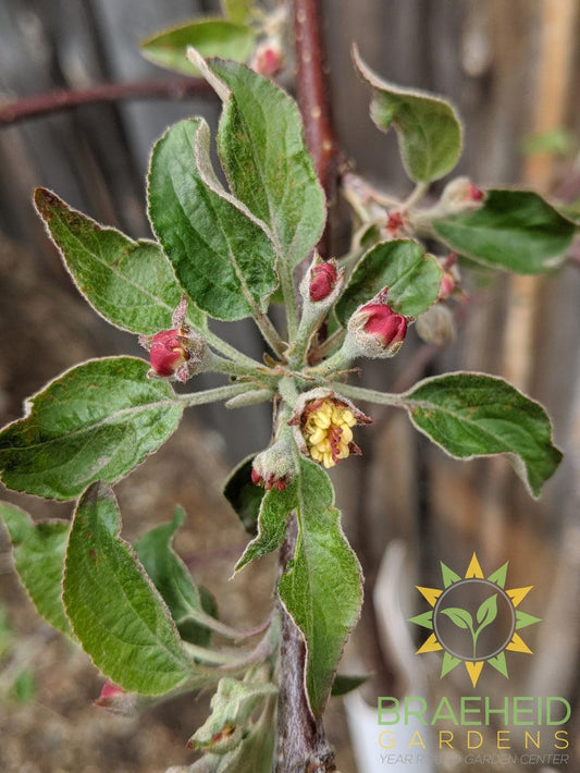 Haralson Apple- Tree for sale, Grown in Grande Prairie -Braeheid Gardens Ltd. on Emerson Trail