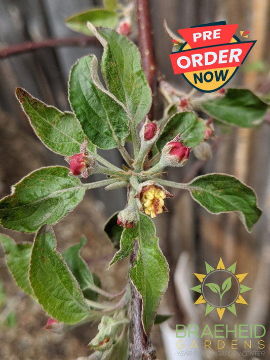 Haralson Apple- Tree for sale, Grown in Grande Prairie -Braeheid Gardens Ltd. on Emerson Trail