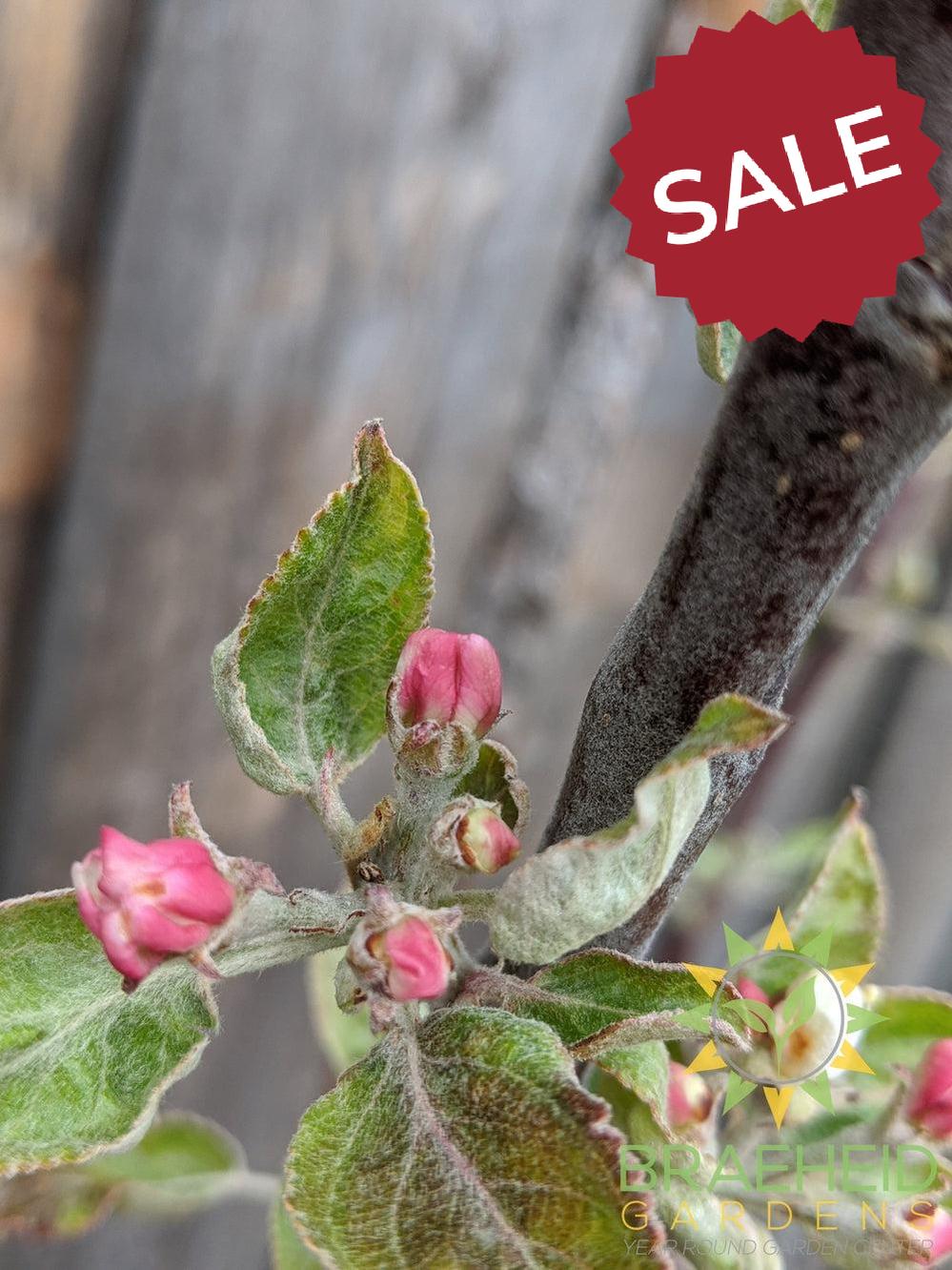 Norland Apple- Tree for sale, Grown in Grande Prairie -Braeheid Gardens Ltd. on Emerson Trail