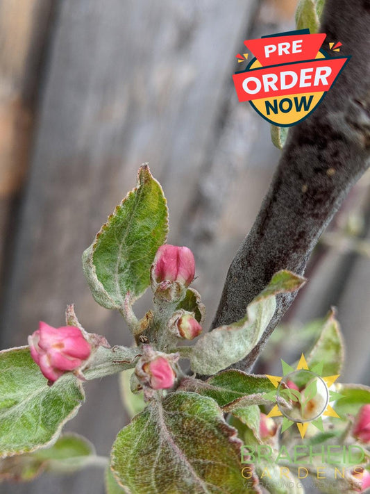 Norland Apple- Tree for sale, Grown in Grande Prairie -Braeheid Gardens Ltd. on Emerson Trail