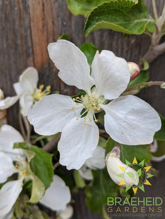 Rescue Crabapple- Tree for sale, Grown in Grande Prairie -Braeheid Gardens Ltd. on Emerson Trail