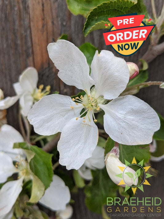 Rescue Crabapple- Tree for sale, Grown in Grande Prairie -Braeheid Gardens Ltd. on Emerson Trail