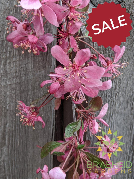 Rosy Glo Weeping Crabapple- Tree for sale, Grown in Grande Prairie -Braeheid Gardens Ltd. on Emerson Trail