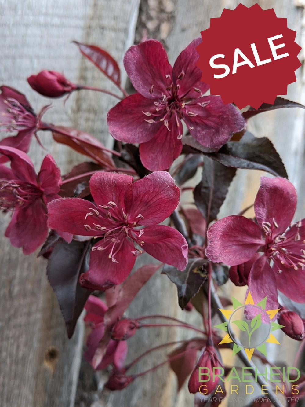 Royalty Flowering Crabapple- Tree for sale, Grown in Grande Prairie -Braeheid Gardens Ltd. on Emerson Trail