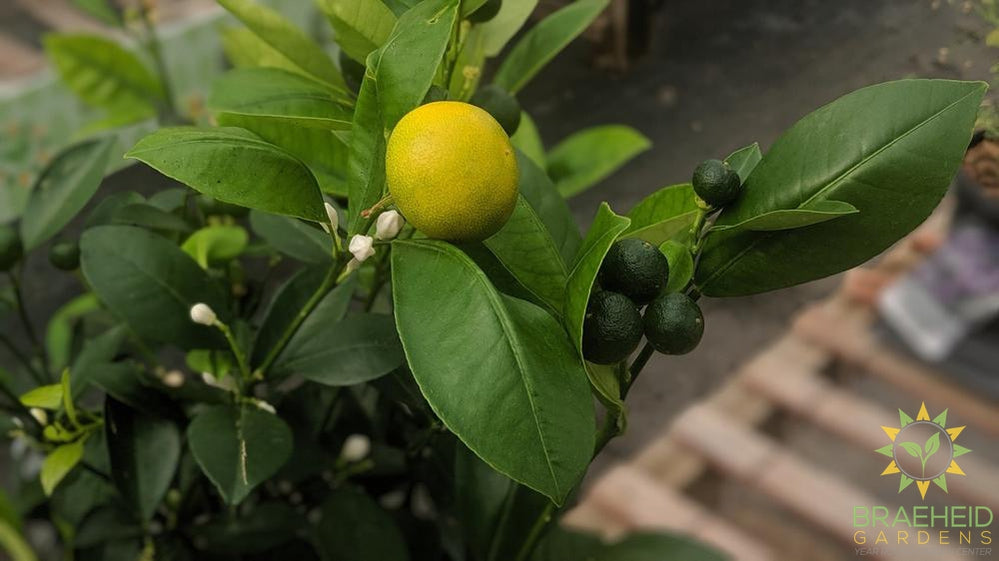 Calamondin Citrus Shrub - NO SHIP -