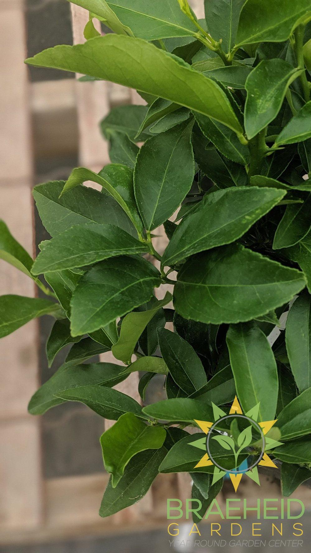 Cocktail Tree - NO SHIP -