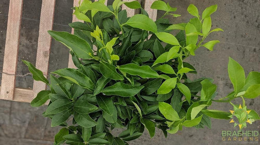 Cocktail Tree - NO SHIP -