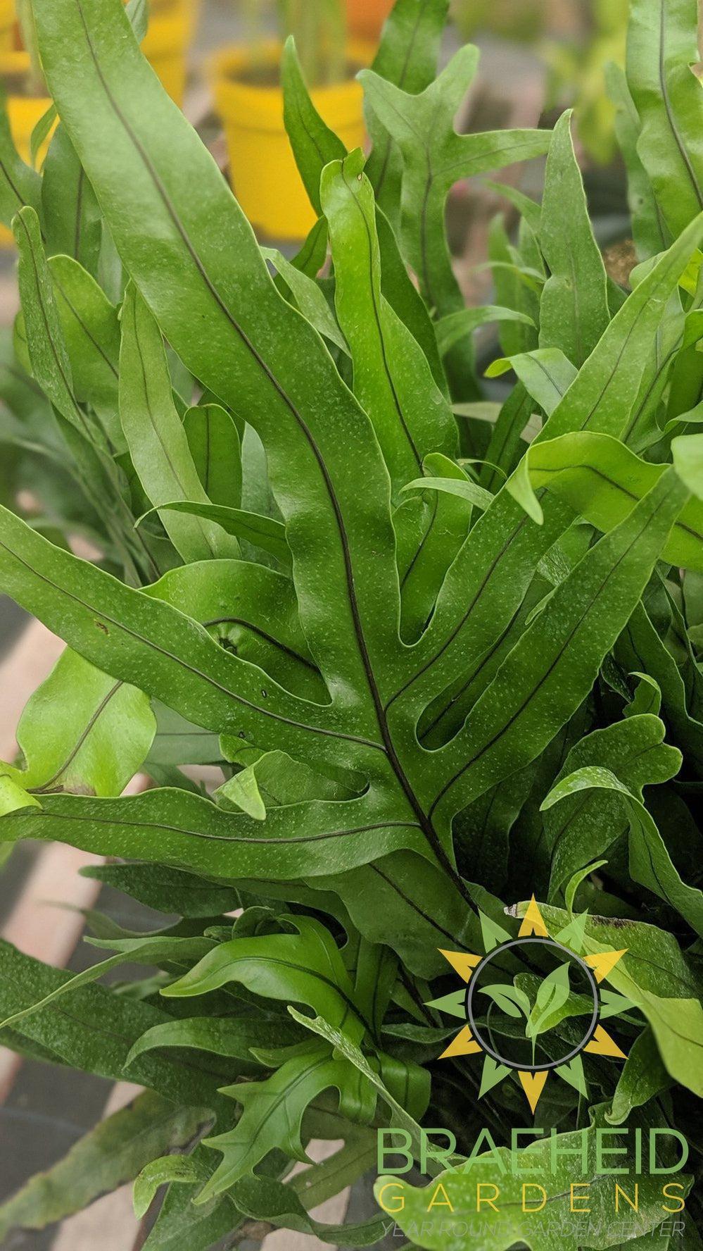 Large Wart Fern - NO SHIP