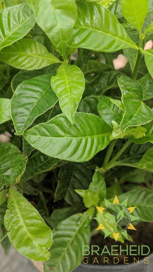 Large Wild Coffee - NO SHIP