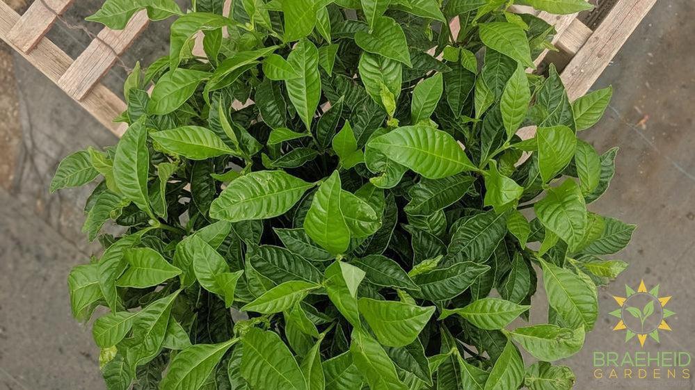 Large Wild Coffee - NO SHIP