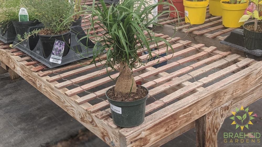 Ponytail Palm, Free shipping across Canada