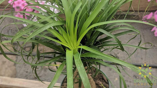 Foliage on Ponytail Palm, Ships across Canada