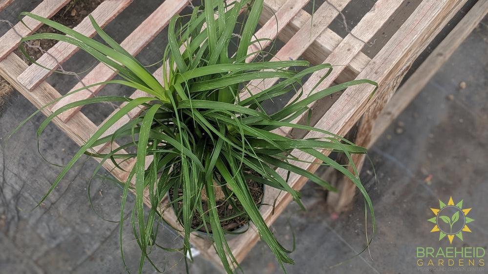 Ponytail Palm | Safe & Secure shipping. Ship Canada