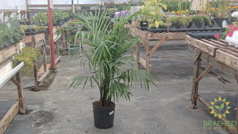Large Majesty Palm - NO SHIP