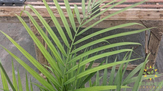 Large Majesty Palm - NO SHIP