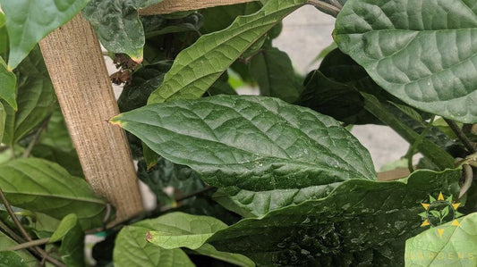 Large Bleeding Heart Vine - NO SHIP