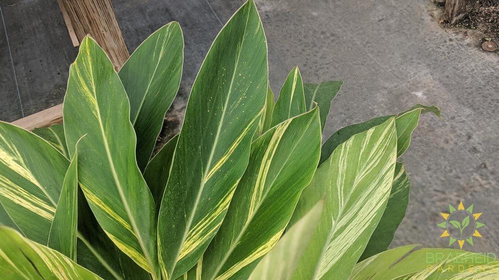 Large Alpinia Ginger Variegated - NO SHIP