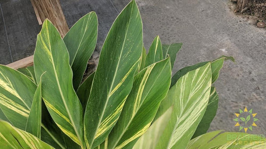 Large Alpinia Ginger Variegated - NO SHIP