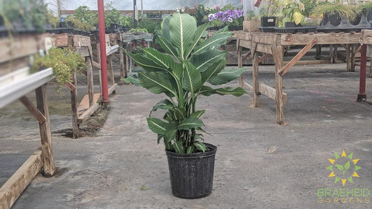 Dieffenbachia Sterling | Buy Grande Prairie Alberta