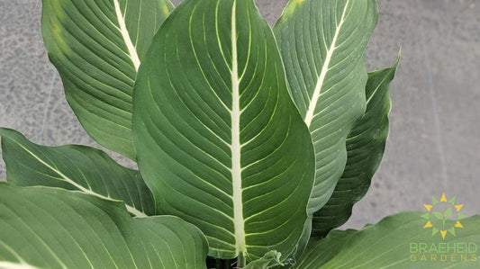 Foliage of Dieffenbachia Sterling