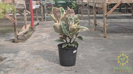 Large Rubber Tree - Ficus Robusta Tineke - NO SHIP