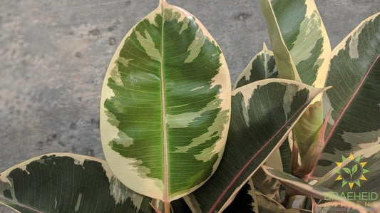 Large Rubber Tree - Ficus Robusta Tineke - NO SHIP