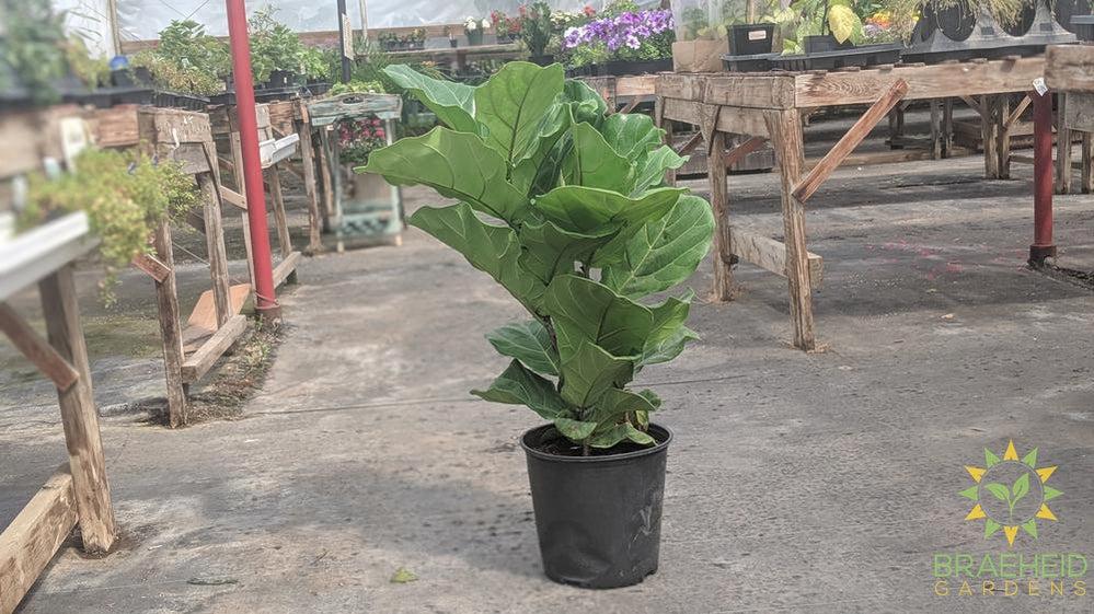 Large Fiddle Leaf Fig Bush - NO SHIP
