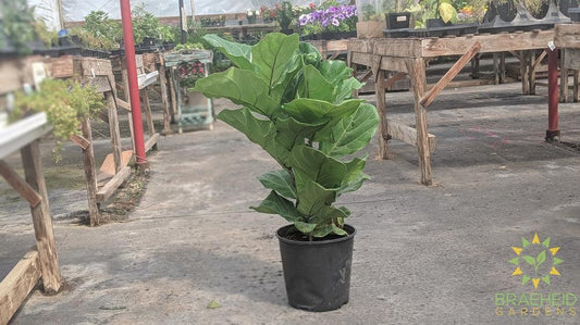 Large Fiddle Leaf Fig Bush - NO SHIP